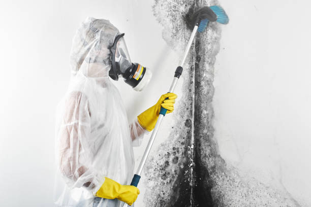 Best Mold Odor Removal Services  in Republic, MO