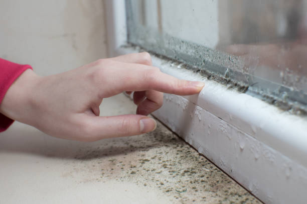 Trusted Republic, MO Mold Removal Experts